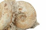 Two Jurassic Ammonites (Parkinsonia) - France #196058-2
